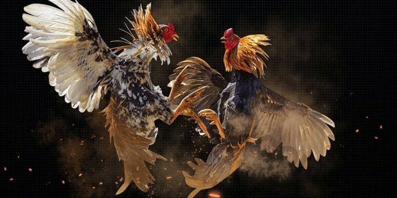 Bí quyết chiến thắng đá gà Kuwin 